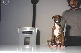 Alleviamo greyhound e whippet puntando all'eccellenza e selezionando solo le migliori linee che hanno. Kollaps Greyhound And Whippet Greyhound Whippet Levrieri