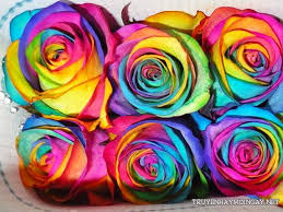 Kết quả hình ảnh cho hình ảnh hoa hồng