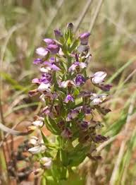 Image result for Brachycorythis ovata