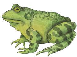 49 printable frog coloring pages keep things hopping. Frog Bullfrog