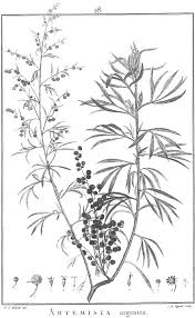 Image result for Prismatocarpus cordifolius