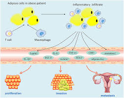 Abnormal vaginal bleeding, spotting, or discharge is the most common symptom women should be aware of, especially if it occurs after a woman has gone through menopause. Frontiers The Role Of Metabolic Syndrome In Endometrial Cancer A Review Oncology