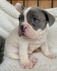 Its the most famous color mix of the french bulldog but it needs full care all the time. Pied French Bulldogs The French Bulldog