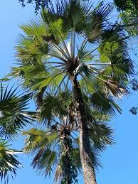 Image result for Hyphaene