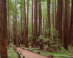 Hình ảnh về Rừng ở New Zealand