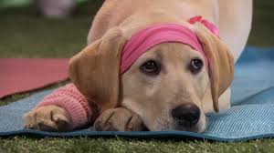 Marley is a yellow lab adopted by john grogan (owen wilson), a columnist for the philadelphia inquirer, and his wife (jennifer aniston). Marley And Me The Puppy Years Blu Ray