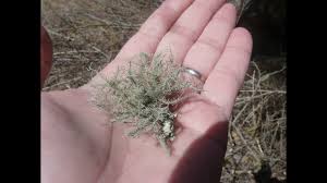 Maybe you would like to learn more about one of these? Wild Medicine Usnea Australis Aka Old Mans Beard Natural Antibiotics Shtf Youtube
