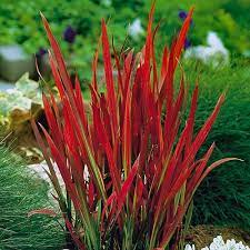 Submitted 2 years ago by lukejw933. Imperata Red Baron Blood Grass Yougarden