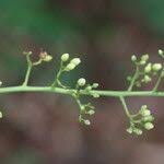 Image result for Sorindeia juglandifolia