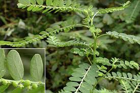 Image result for Phyllanthus udoricola