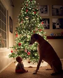 Customize the story with your name, dedications, hometown, and more! 360 Tails Untold Personalized Pet Books Ideas Personalized Pet Animal Books Your Pet