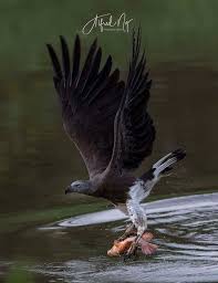 Grey Headed Fish Eagle Singapore Pandan River Animal Species Eagle Pictures Beautiful Birds