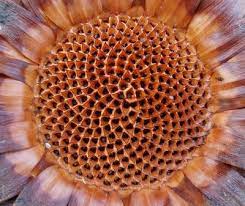 Pin On Flower