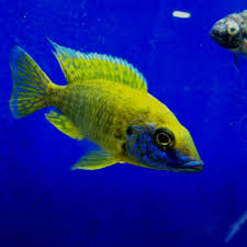 Regal real estate is a boutique brokerage firm offering buyer & seller representation, interior design services and project development to the new braunfels, austin, san antonio and central texas market. Such A Gorgeous Yellow Regal Peacock Cichlid River City Aquatics In Austin Tx Ciclidos Peces Mar
