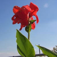 Maybe you would like to learn more about one of these? Planting Summer Bulbs Hawks Landscape Inc