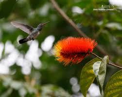Image result for Combretum pisoniiflorum