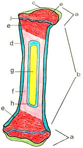Structure of long bone although there are many different types of bones in the skeleton, we will discuss the different parts of a specific type of bone epiphysis: Bone Coloring Answer Key And Coloring Sample