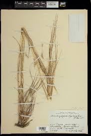 Image result for Andropogon canaliculatus