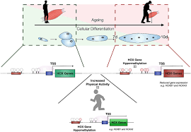 Cardiac muscle 4.4 muscle tissue and motion , 10.1 overview of muscle tissues cardiac notch 19.1 heart anatomy , 22.2 the lungs cardiac output (co) 19.4 cardiac physiology Dna Methylation Across The Genome In Aged Human Skeletal Muscle Tissue And Muscle Derived Cells The Role Of Hox Genes And Physical Activity Scientific Reports