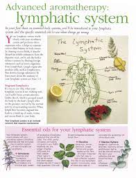 Lymphatic System Lymphatic System Oils Herbalism