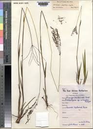 Image result for Alloteropsis