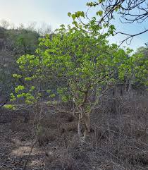 Image result for Gyrocarpus