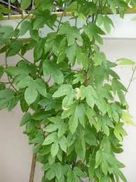 Image result for Adenia