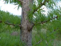 1 tamarack park beckley, wv 25801. Tamarack Identification Leaves Bark Habitat Larix Laricina
