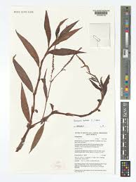 Image result for Persicaria barbata