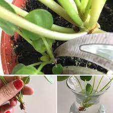 How To Propagate Pilea Peperomiodes Aka The Chinese Money Plant La Residence Plant Care Tips And More Chinese Money Plant Money Plant Chinese Money Plant Care