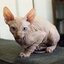 Hairless Cats: Breeds, Info and facts | Petfinder