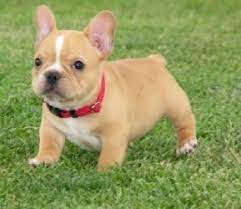 Meyerton small farms, meyerton jun 09. Beautiful French Bulldog Male And Female Puppies Embalenhle Free Classifieds In South Africa