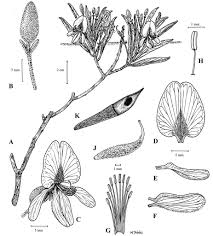 Image result for Rytigynia sp. M
