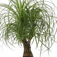 Image result for Beaucarnea recurvata