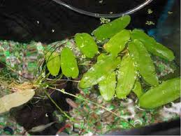 Image result for Aponogeton desertorum