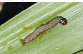 * all insect pest sections link to separate section pages, with a link at the top to return to this page. An Outbreak Of Fall Armyworm In Indian Subcontinent A New Invasive Pest On Maize Semantic Scholar