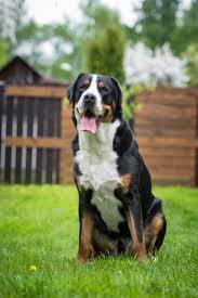 grosser schweizer sennenhund hunde grosser schweizer sennenhund schweizer sennenhund sennenhund