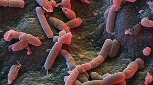 We did not find results for: Micropia