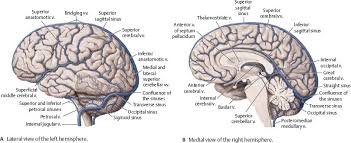 He says the restricted vessels prevent the blood from draining fast enough and injure the brain by causing a build up of iron which leads to ms. Blood Vessels Of The Brain Spinal Cord Atlas Of Anatomy