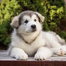 If you selected a specific state, try your search again using a neighboring state or no state at all. 1 Alaskan Malamute Puppies For Sale In Dallas Tx