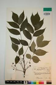 Image result for Fagaropsis