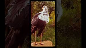 We have 65+ background pictures for you! Real Phoenix Youtube