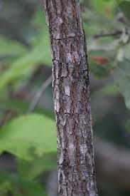 Image result for Ochna gambleoides