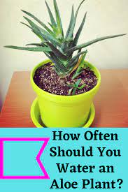 How Often Should You Water An Aloe Plant Aloe Plant Aloe Plants