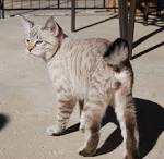 American Bobtail Kittens/Cats Breeder for sale