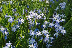 Image result for Scleria globonux