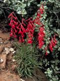 Large, tubular flowers are a favorite nectar source for bumblebees. Penstemon Eatonii Firecracker Penstemon Native Plants Of North America