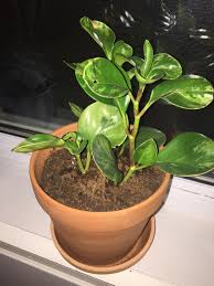 We did not find results for: Himalaya Peperomia Gardening