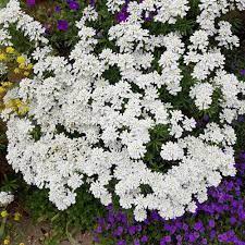 Candytuft Seeds Iberis Sempervirens Ground Cover Seed