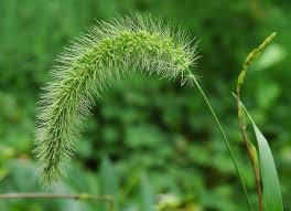 Image result for Setaria viridis